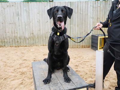 Otis | Retriever (Labrador) Cross | Leeds - 3