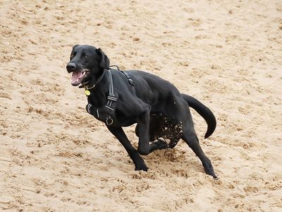 Otis | Retriever (Labrador) Cross | Leeds - 5