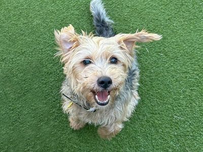 China | Terrier (Yorkshire) Cross | Basildon (Essex) - 3