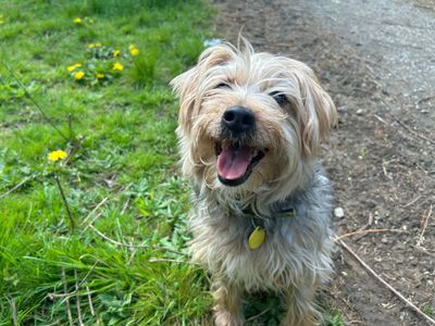 China | Terrier (Yorkshire) Cross | Basildon (Essex) - 5