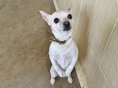 Belle | Chihuahua (Smooth Coat) | Basildon (Essex) - 5
