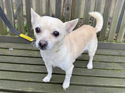 Belle | Chihuahua (Smooth Coat) | Basildon (Essex) - 3