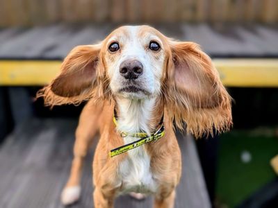 Melyn, a 11 years old female Cocker Spaniel available for adoption from Dogs Trust in Wales