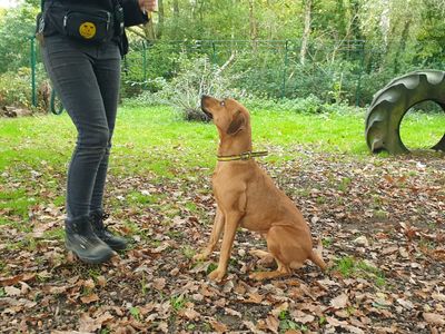 Daisy | Crossbreed | Canterbury - 3