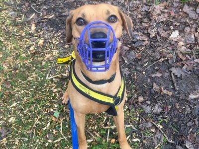 Daisy | Crossbreed | Canterbury - 5