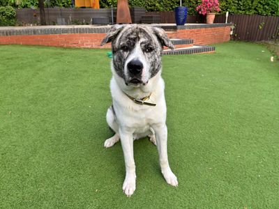 Pocus | Alaskan Malamute Cross | Basildon (Essex) - 5
