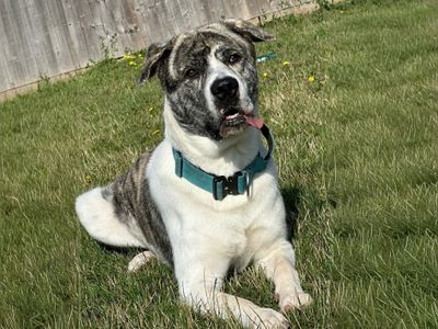 Pocus | Alaskan Malamute Cross | Basildon (Essex) - 3