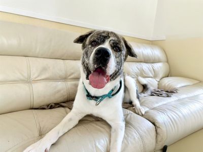 Pocus | Alaskan Malamute Cross | Basildon (Essex) - 5