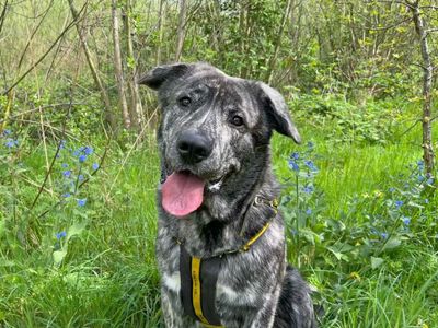 Boo | Alaskan Malamute Cross | Basildon (Essex) - 1