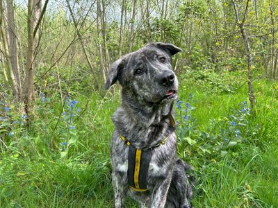 Boo | Alaskan Malamute Cross | Basildon (Essex) - 3