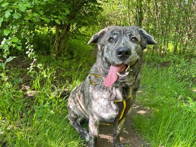 Boo | Alaskan Malamute Cross | Basildon (Essex) - 3