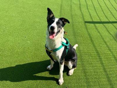Rocky | German Shepherd Dog Cross | Salisbury (Wiltshire) - 1