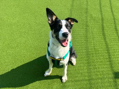 Rocky | German Shepherd Dog Cross | Salisbury (Wiltshire) - 3