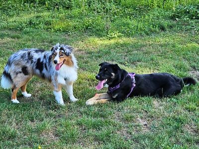 Yoshida | German Shepherd Dog Cross | Salisbury (Wiltshire) - 2