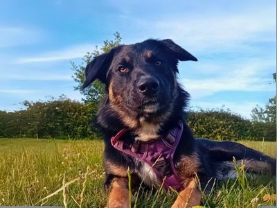 Yoshida | German Shepherd Dog Cross | Salisbury (Wiltshire) - 3