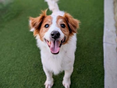 Arlo | Spaniel (English Springer) Cross | Cardiff - 1