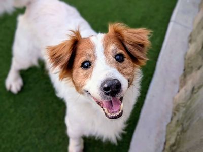 Arlo | Spaniel (English Springer) Cross | Cardiff - 3