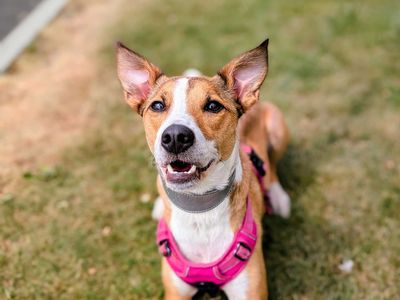 Suki | Lurcher | Cardiff - 3