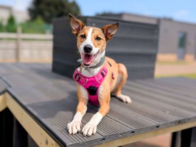 Suki | Lurcher | Cardiff - 5
