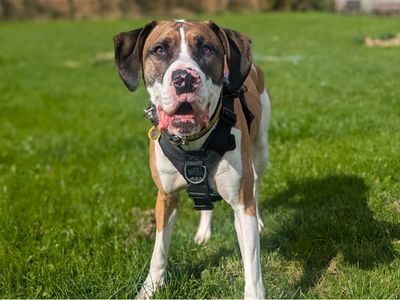 Taz | Great Dane Cross | West Calder (Edinburgh) - 4