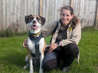 Taz | Great Dane Cross | Cardiff - 4