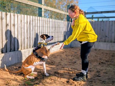 Taz | Great Dane Cross | Cardiff - 2