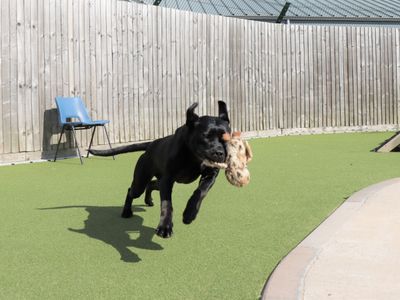 Cherry | Retriever (Labrador) Cross | Evesham (Worcestershire) - 3