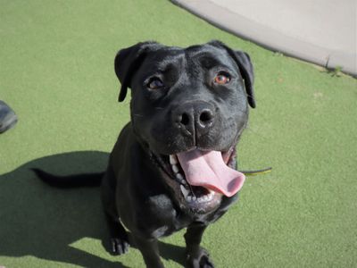 Cherry | Retriever (Labrador) Cross | Evesham (Worcestershire) - 2