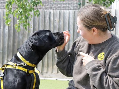 Cherry | Terrier (Staffordshire Bull) Cross | Evesham (Worcestershire) - 3