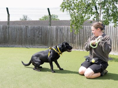 Cherry | Retriever (Labrador) Cross | Evesham (Worcestershire) - 3
