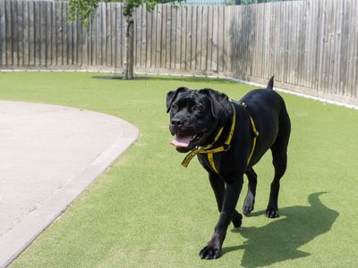 Cherry | Retriever (Labrador) Cross | Evesham (Worcestershire) - 5