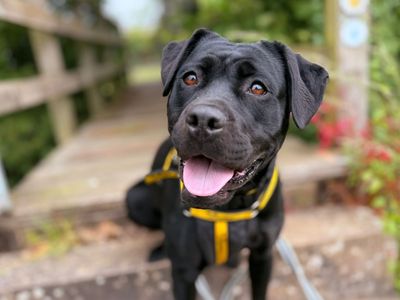 Cherry | Retriever (Labrador) Cross | Evesham (Worcestershire) - 3