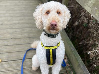 Charlie | Retriever (Labrador) Cross | Loughborough - 5
