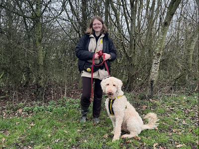 Charlie | Retriever (Labrador) Cross | Loughborough - 3