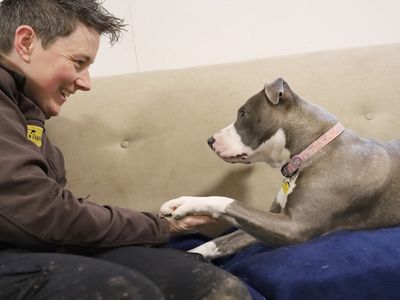 Ivy | Terrier (Staffordshire Bull) Cross | Leeds - 3