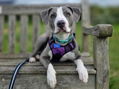 Ivy | Terrier (Staffordshire Bull) Cross | Leeds - 5