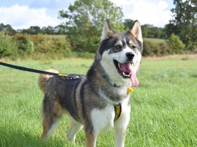Milo | Siberian Husky Cross | Harefield West London - 3