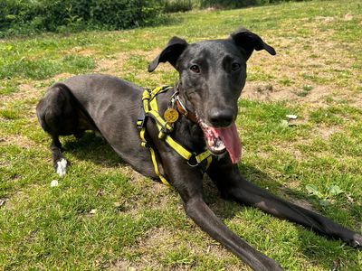 Emmett | Lurcher | Snetterton (Norfolk)