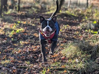 Chips | Terrier (Staffordshire Bull) | Manchester - 3