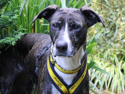 Betty | Crossbreed | Merseyside (Liverpool) - 4
