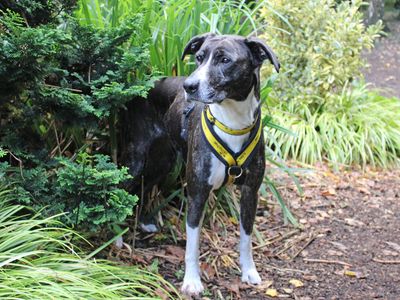 Betty | Crossbreed | Merseyside (Liverpool) - 5