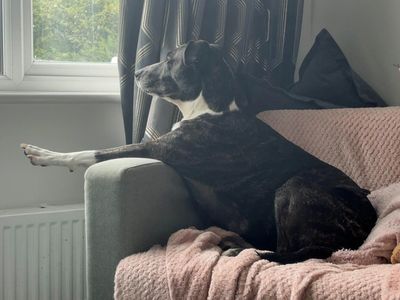 Betty | Crossbreed | Merseyside (Liverpool) - 2