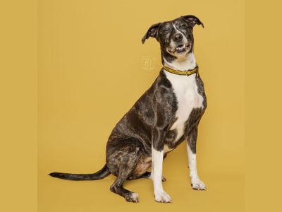 Betty | Crossbreed | Merseyside (Liverpool) - 2