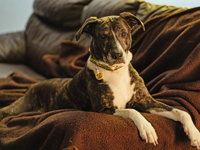 Betty, a 8 years old female Crossbreed available for adoption from Dogs Trust in Merseyside