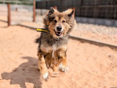 Ezi | Siberian Husky Cross | Cardiff - 5