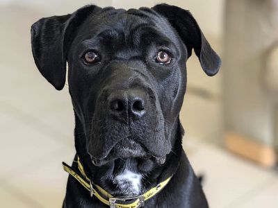 Athena | Italian Corso Dog Cross | Shoreham (Sussex) - 4