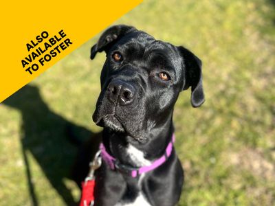 Athena | Italian Corso Dog Cross | Shoreham (Sussex) - 2