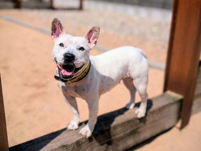 Pola | Terrier (Staffordshire Bull) Cross | Cardiff - 5