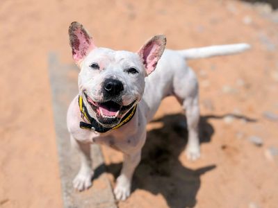 Pola | Terrier (Staffordshire Bull) Cross | Cardiff - 3