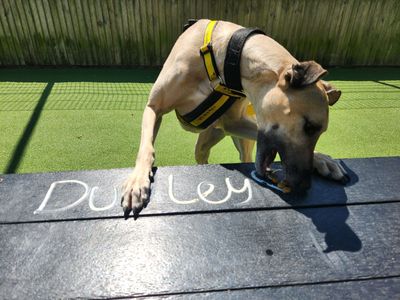 Dudley | Lurcher | Canterbury - 3